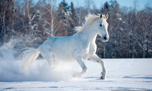 马齿菜孕妇可以吃吗